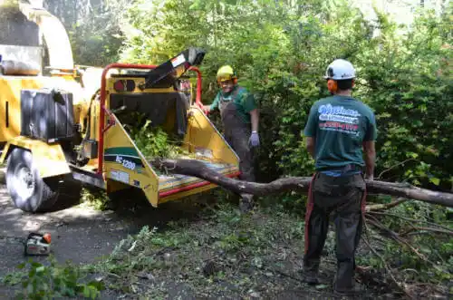 tree services Royal Palm Beach